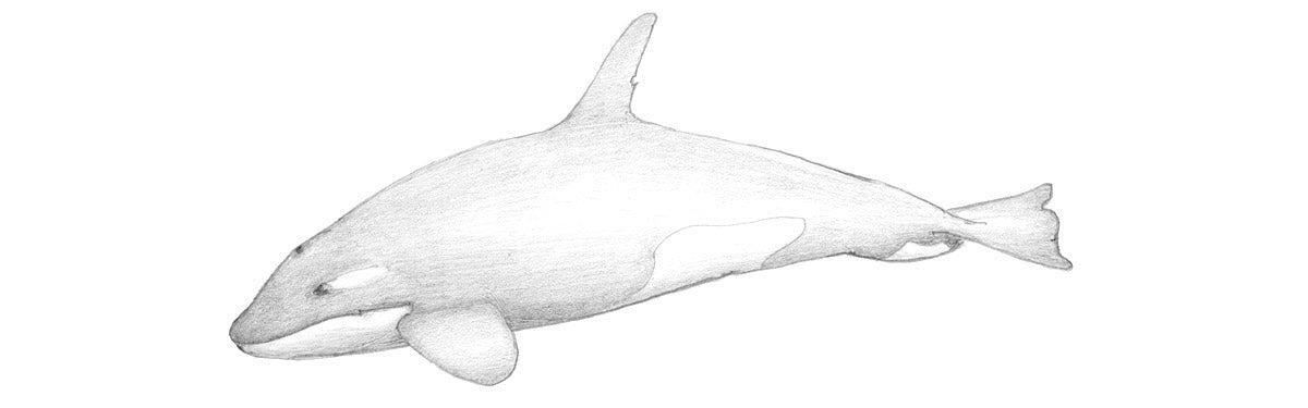 Pencil sketch of an Orca Whale.